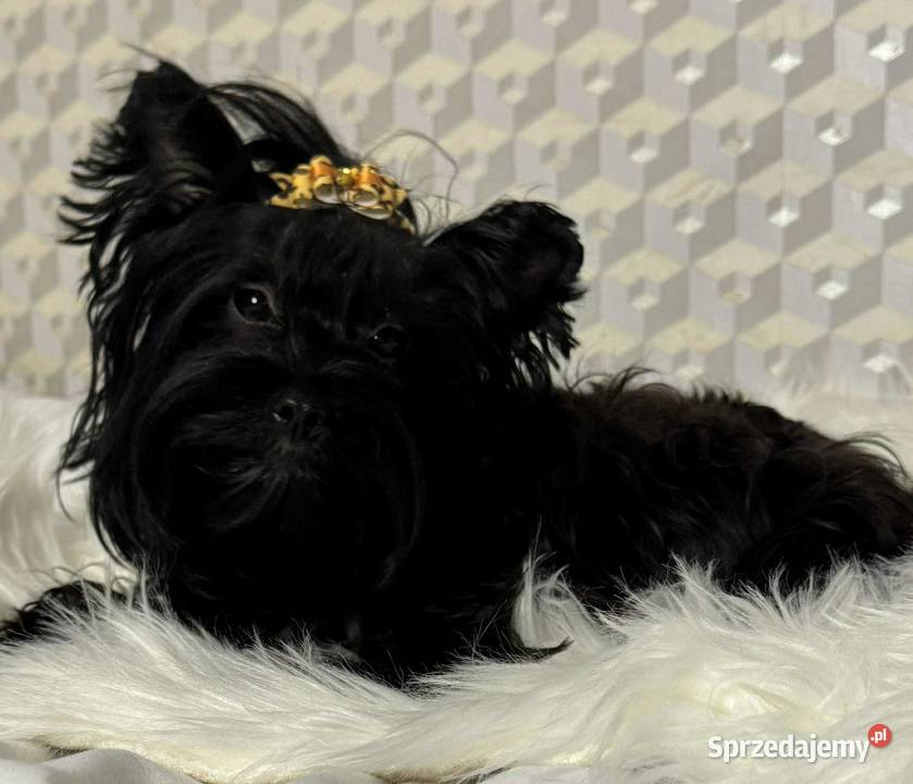 Yorkshire Terrier sunia Starogard Gdański