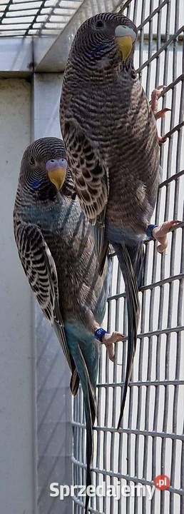 papużka falista blackface Ptaki Wrocław