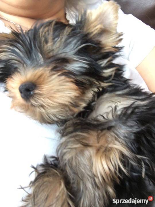 Szczenięta Yorkshire Terrier z rodowodem FCIZKwP Dąbrowa Górnicza