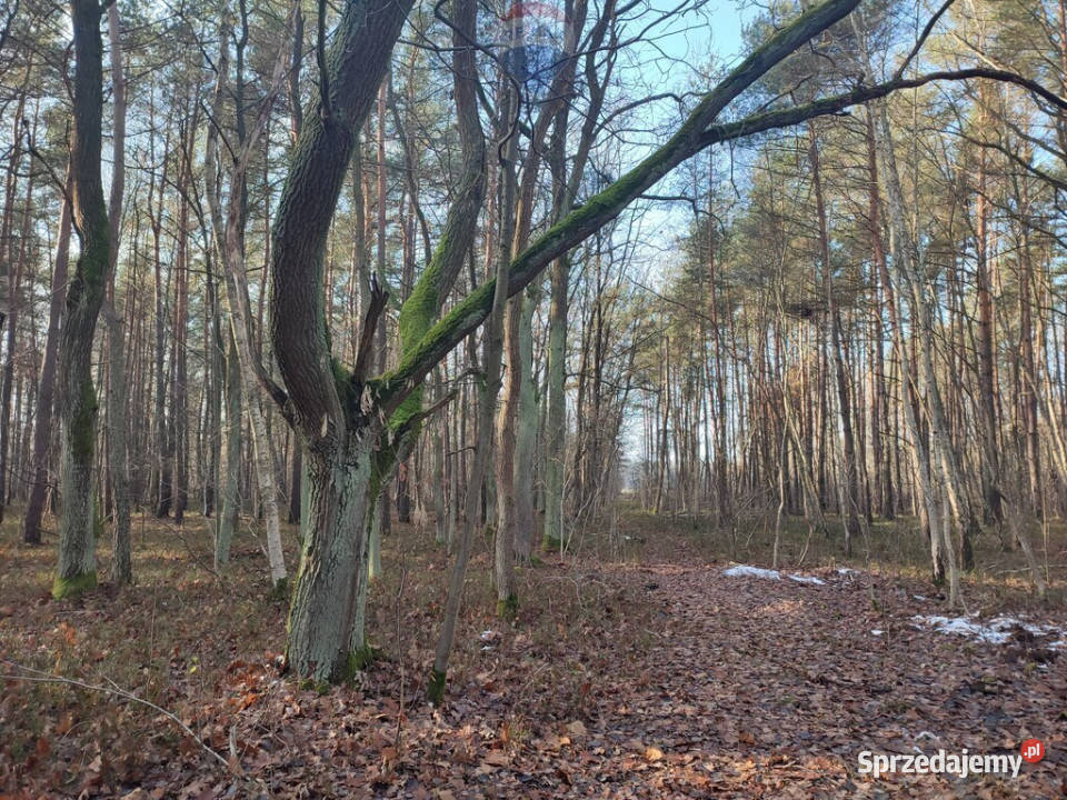 PISKÓRKA urokliwa działka w otoczeniu natury rolna Piskórka