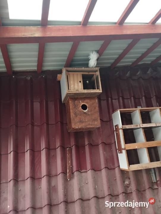 Gołębie perukarze Ptaki Świebodzice