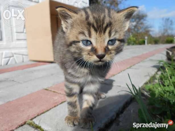 Do oddania 3 małe śliczne koty Gorlice