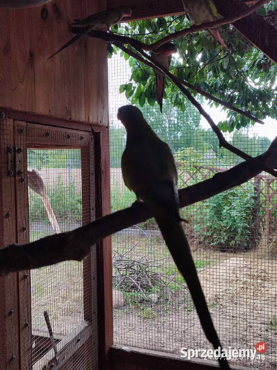 Sprzedam papugi nimfy z tego roku i trzy sprzedam