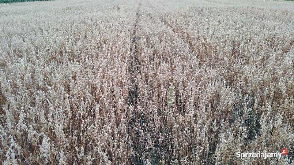 Owies pierwszy centrali 2025