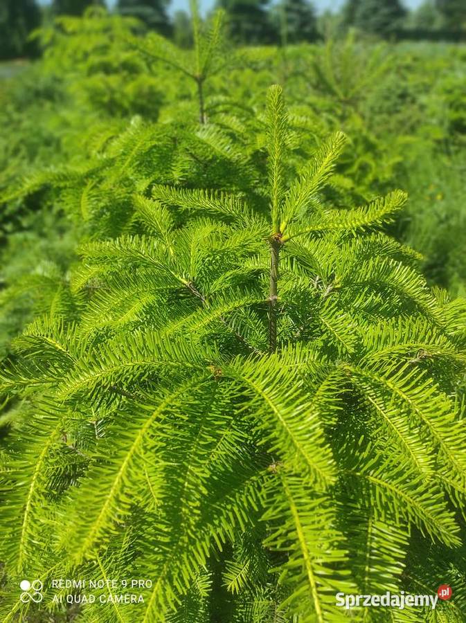 Świerk czarny Picea orientalis Osuchów
