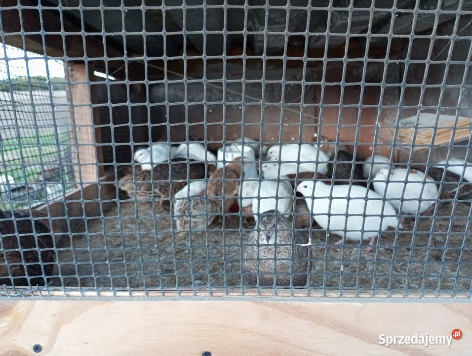 Sprzedam przepiórki Olechów Stary