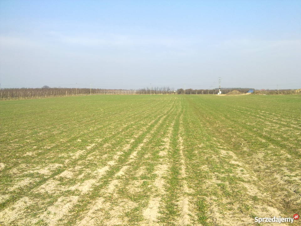 działka budowlanarolna gmina CHYNÓW Grunty i działki