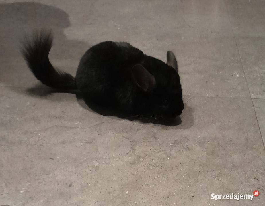 Szynszyl Szynszyla Samiec Dark Ebony Czarny wielkopolskie Kwilcz sprzedam