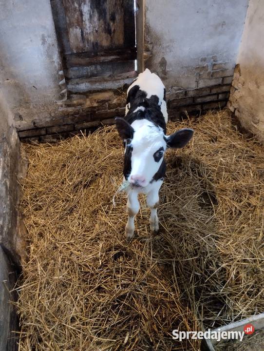 Sprzedam cielaki Parczew