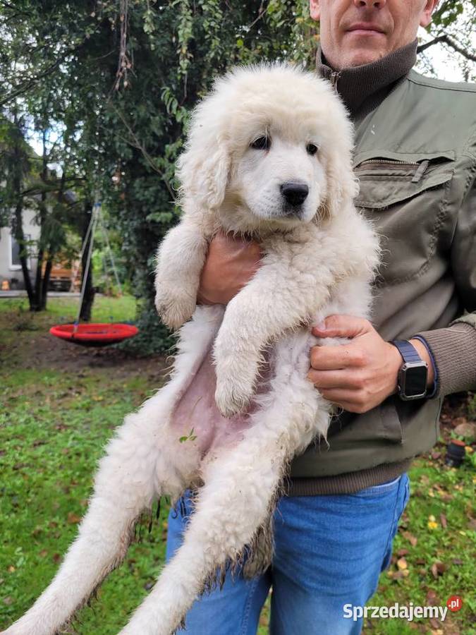 Owczarki podhalańskie Zdziarzec