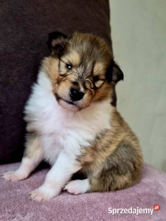 Owczarek skocki Owczarek Pszczółki