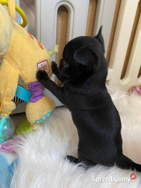 CHIHUAHUA PIĘKNA CZARNA SUNIA MAMBA Chihuahua Warszawa
