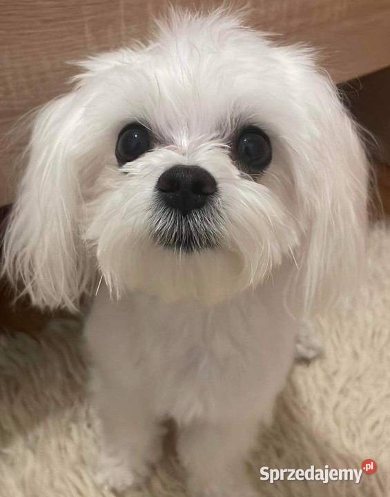 Maltańczyk z rodowodem UCI Maltańczyk Ropczyce