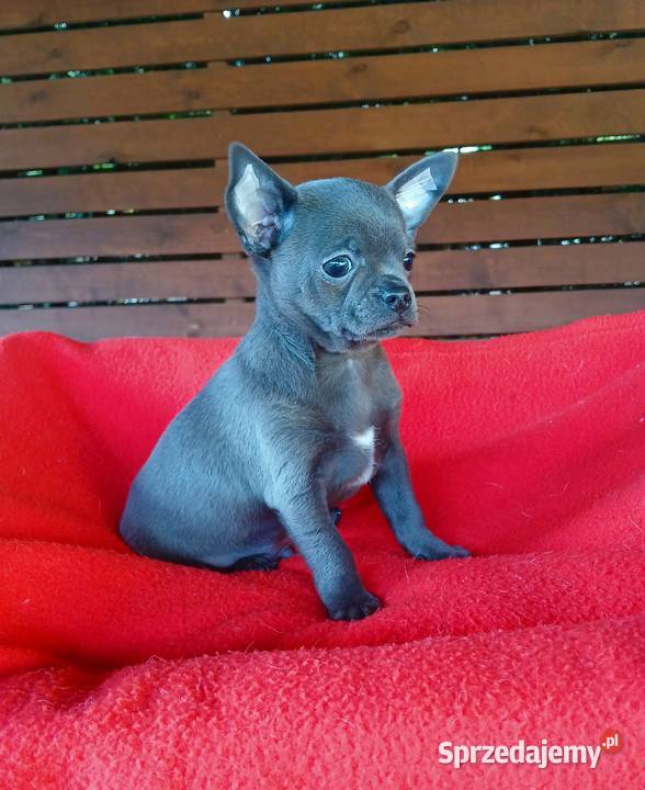 Piękny piesek chihuahua Chihuahua mazowieckie Płock