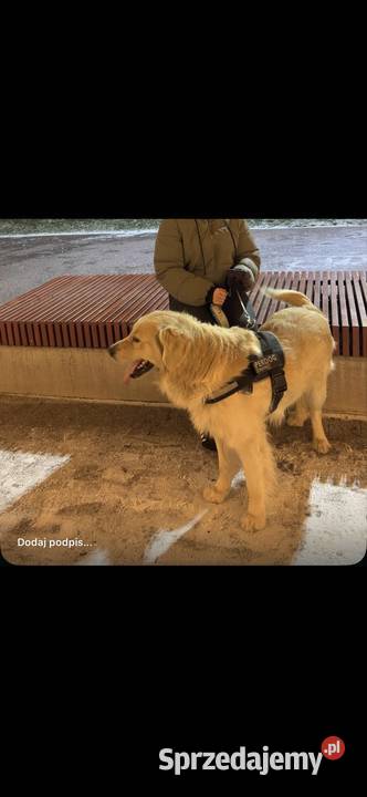 Reproduktor Golden Retriever Krycie Miechów