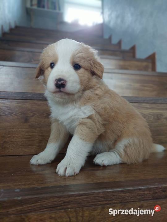 Border collie szczenięta eered przebadanych Tarnów