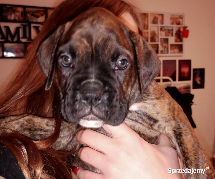 Bokserki łódzkie Łódź