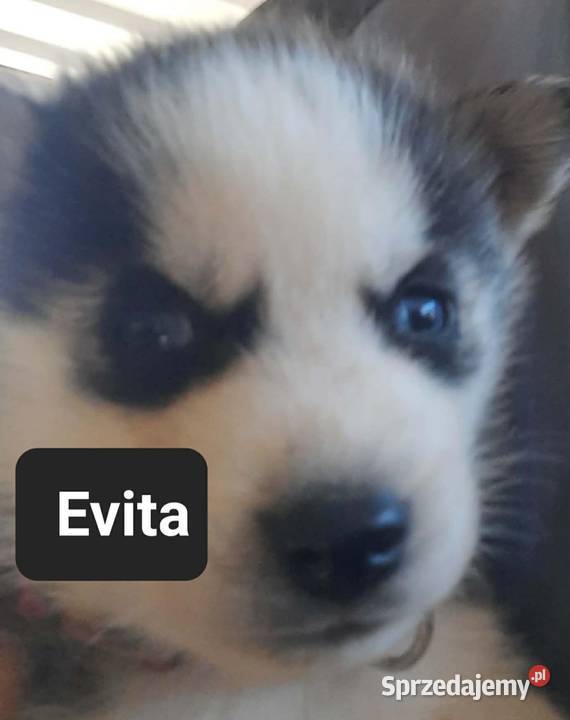 Dostępne szczeniaki rasy Syberian husky pomorskie Reda