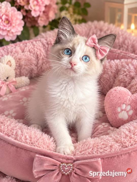 Kochane przytulaski ragdoll rodowód wyprawka Warszawa