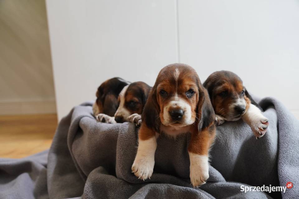 Basset hound szczeniak wielkopolskie Grabów nad Prosną