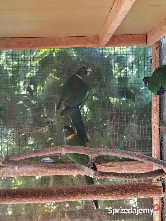 Sprzedam papugi rozella królewska białolica Ptaki Sochaczew