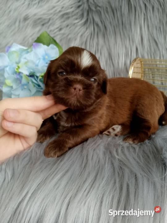 Piękny czekoladowy piesek rasy ShihTzu Kępno
