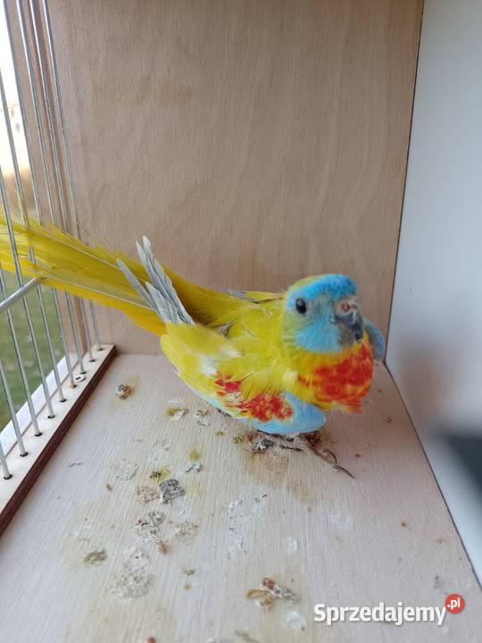 Papugi Łąkowki Wspaniałe Zwierzęta małopolskie Bochnia