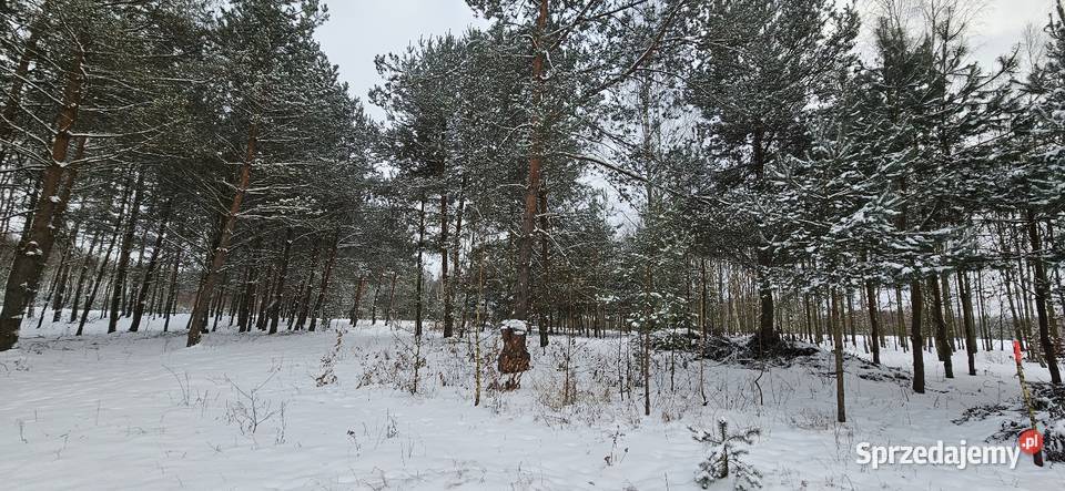 Działka bud 2900 M2 Łukawska Wola WZ ZADRZEWIONA Sprzedaż