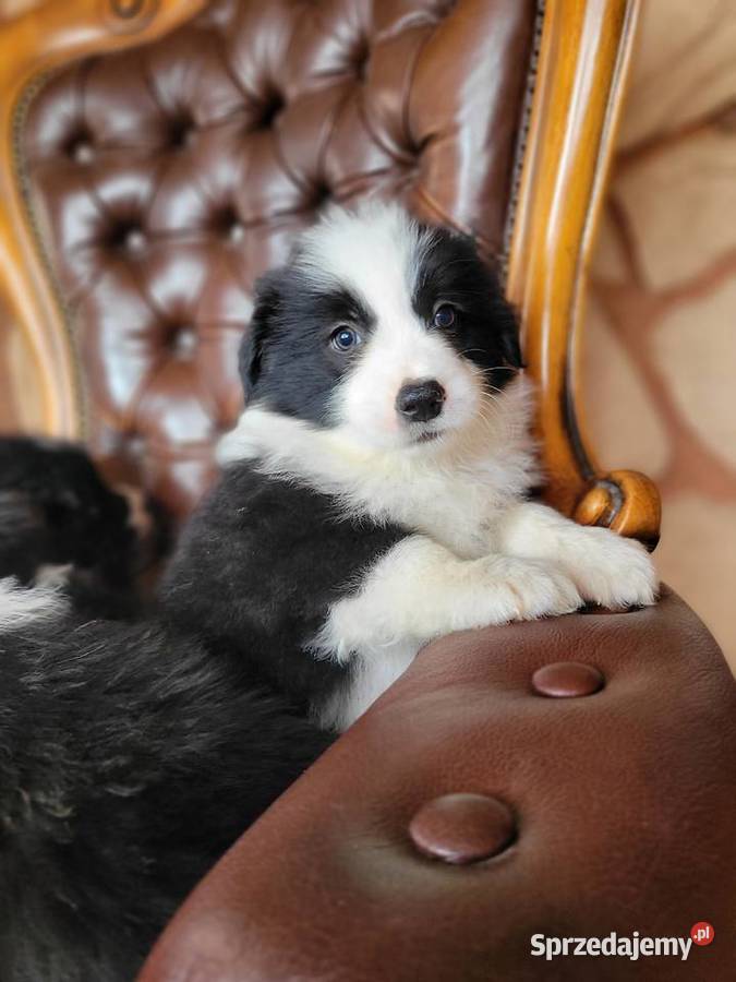 border collie FCI Krotoszyn