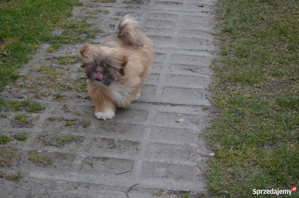 Kuzyn Shih Tzu uroczy piesek Lhasa apso Krasnystaw