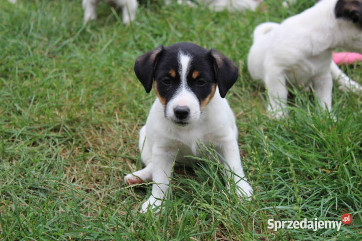 Szczenięta JACK R Terrier piesek suczka wielkopolskie Jarocin