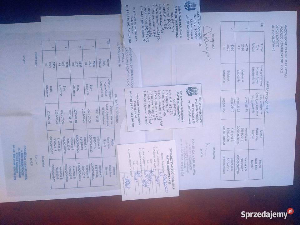 Matki pszczele na sezon 2025 krainka linia S i