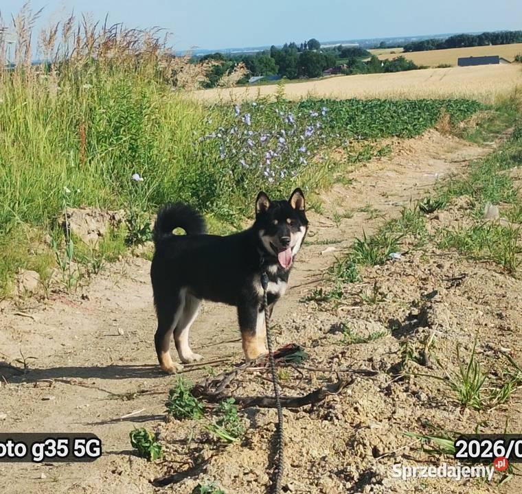 SHIBA INU Nowy miot przyjmujemy zamówienia sprzedam