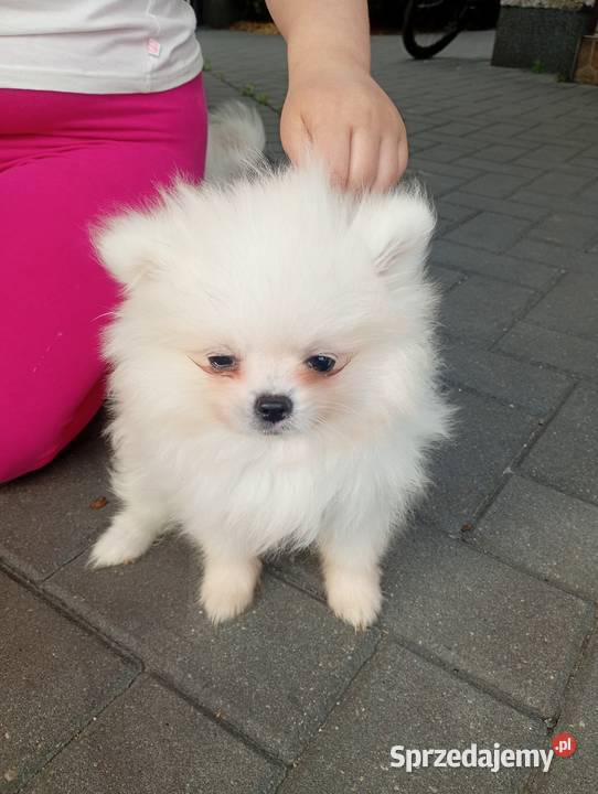 Szpic miniaturowy Pomeranian Łowicz