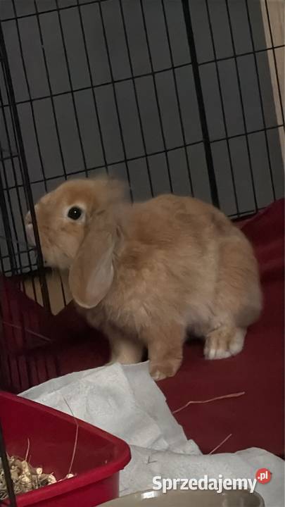 Sprzedam królika baranka Bytom