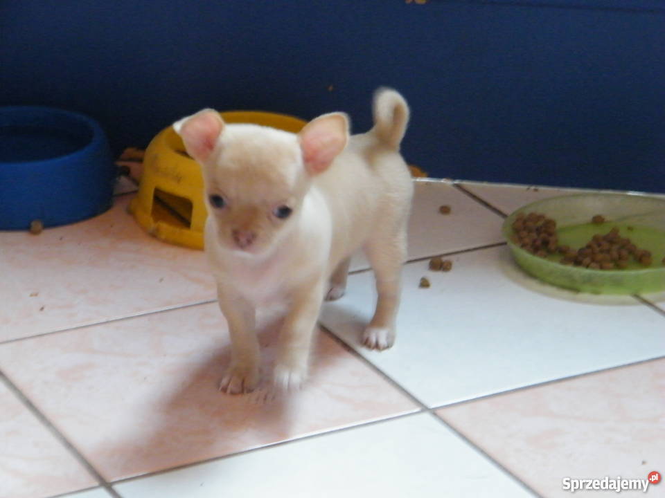 Szczenięta chihuahua krótkowłose