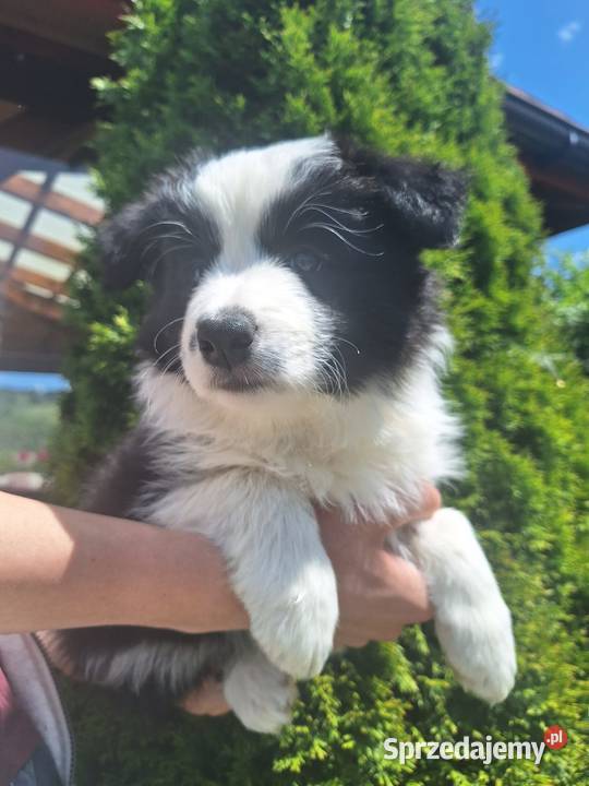 Sprzedam pieski Border Collie FCI Dydnia