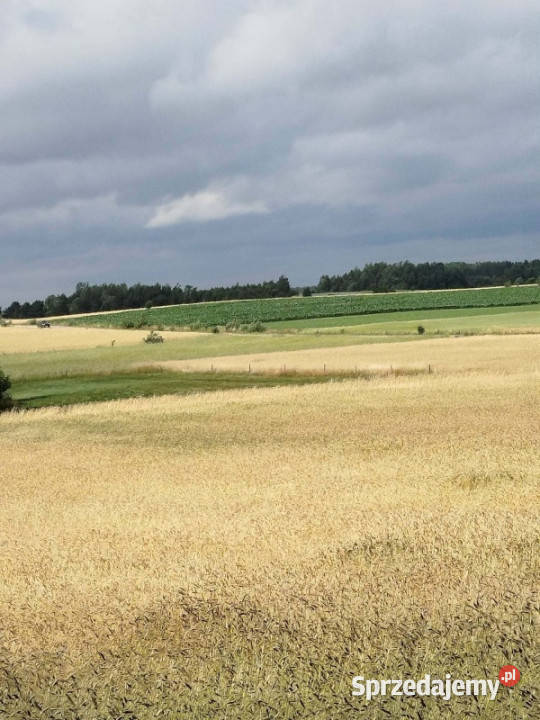 Działka z lasem i sadzawką teren z potencjałem rolna Sprzedaż Sokółka