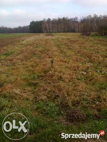 Działka budowlana 70 arów Kochanów k Puław Grunty i działki Kochanów