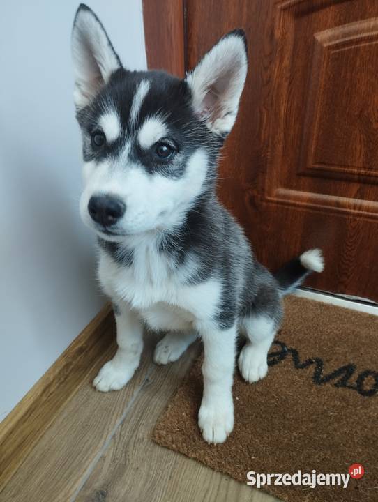 Słodki Husky szczeniak szukający szczęśliwego Husky Husky Lipnica Górna sprzedam