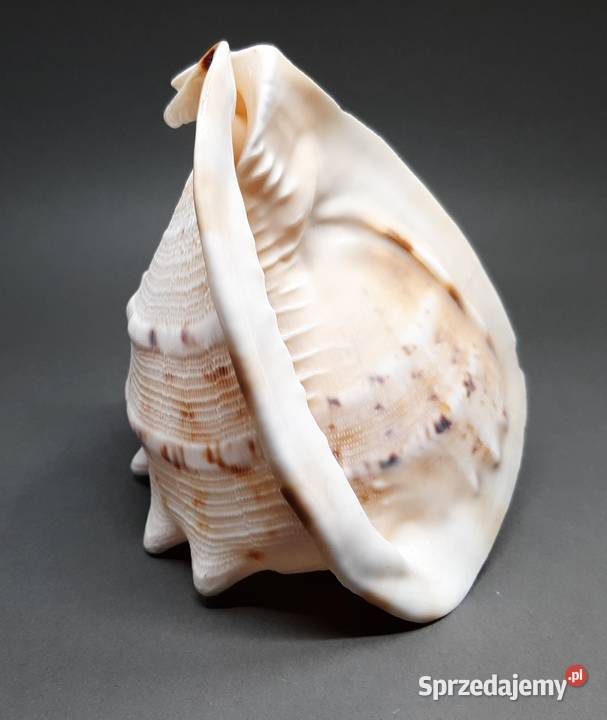 Muszla Przyłbica rogata Lublin