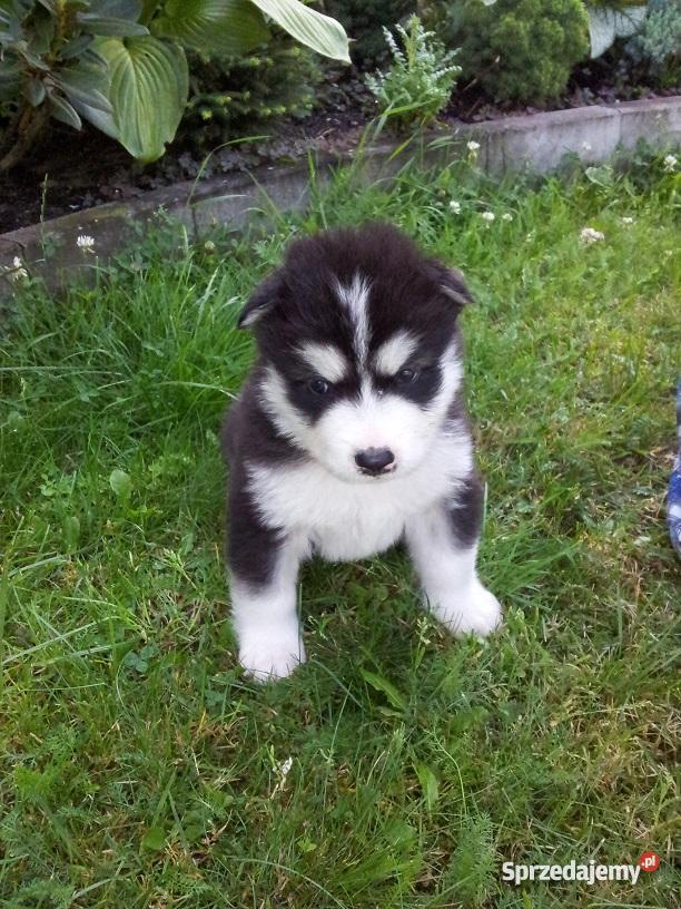 Alaskan malamute szczenięta Aleksandrów Łódzki sprzedam