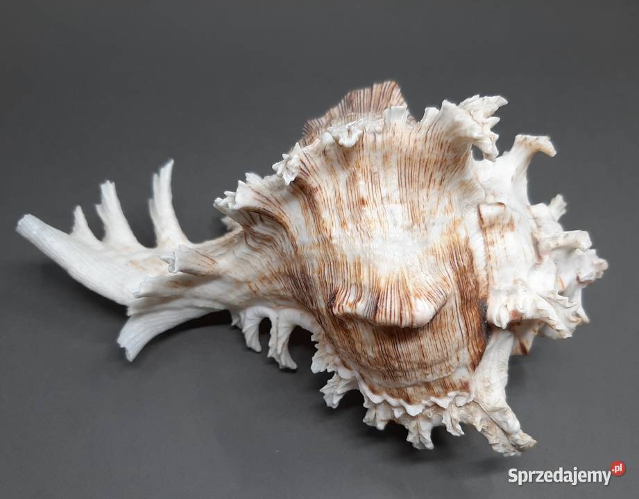 Muszla Rozkolec 2 ciemny sprzedam