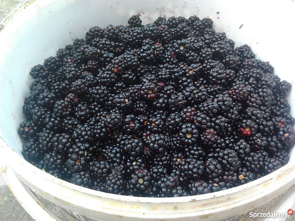 Czernice 10zl przyjazd do centrum sprzedam