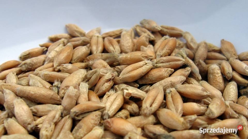 pszenzyto ozime mozliwosc dowozu w Godkowo