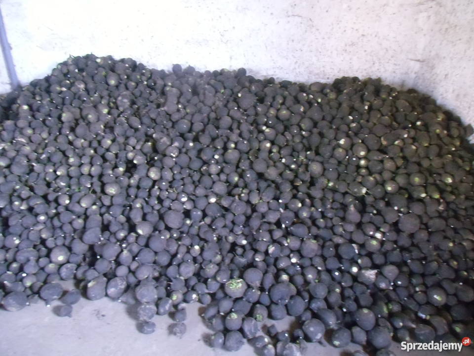 czarna rzepa sprzedam