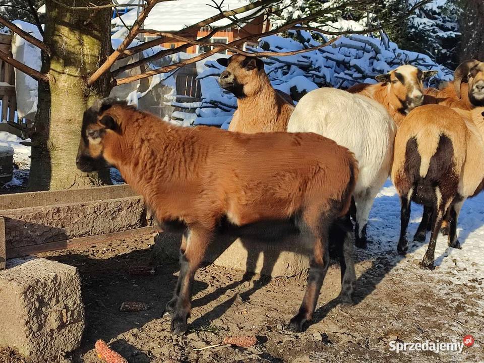 Owca kameruńska tryk Brzostek