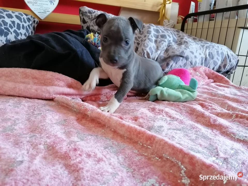 American staffordshire terrier amstaff wybitne