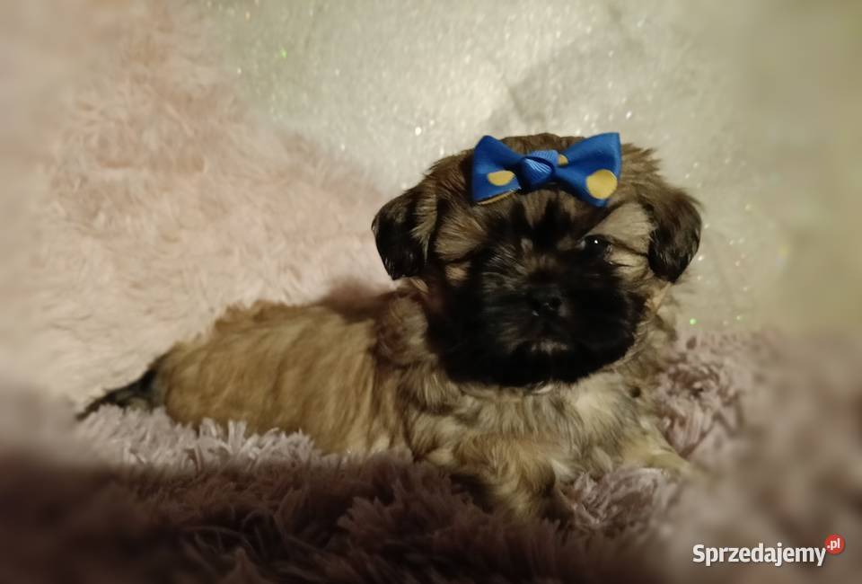 Piękny chłopiec Shih Tzu w typie europejskim Legnica