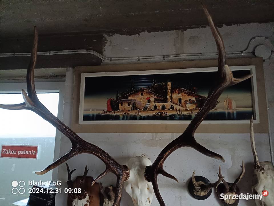 Poroże jelenia z czaszką Wyszków